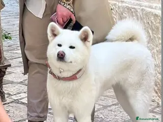 Akita Inu cani Vendesi cuccioli Akita Inu ALTA GENEALOGIA - Annuncio 20