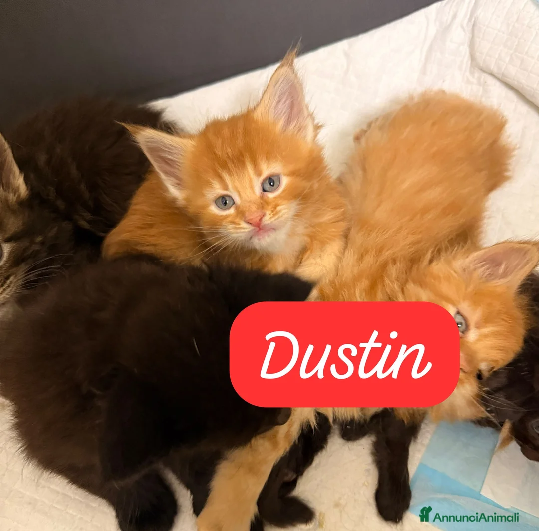 Maine Coon gatti in vendita: Cuccioli di Maine Coon disponibili - Annuncio 10