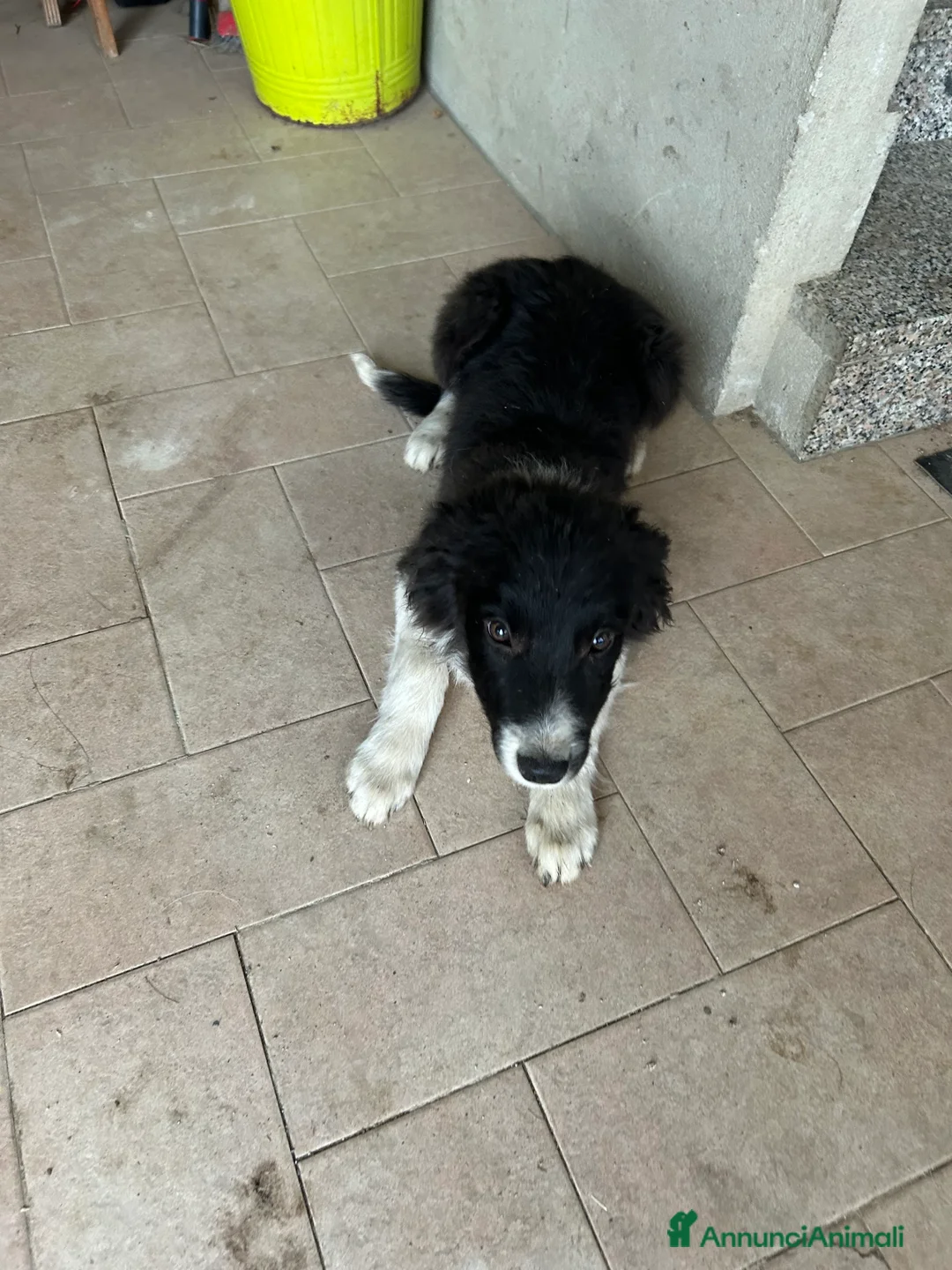 Border Collie cani in vendita: Border collie - Annuncio 3