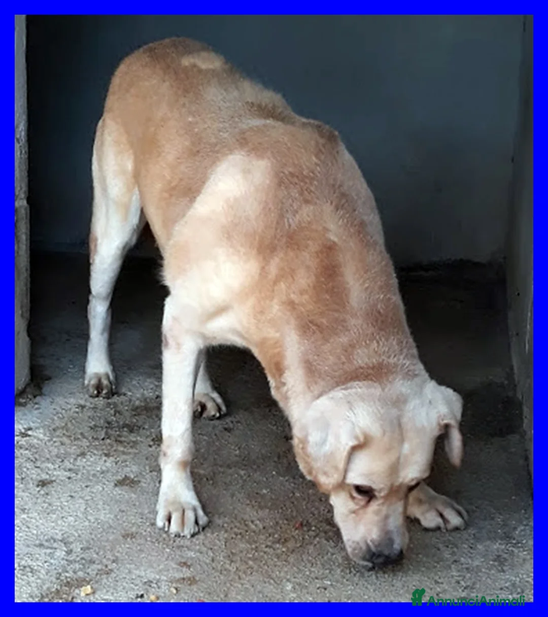 Meticcio cani in regalo: BIG BEN  nonnino coccolone! - Annuncio 5