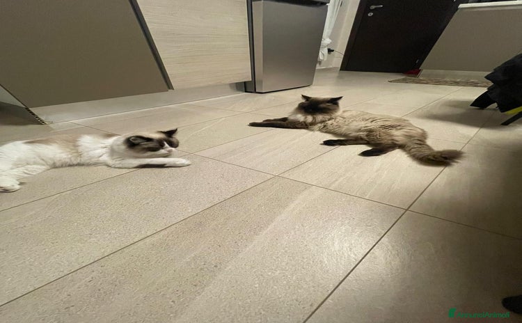 Ragdoll gatti Vendo cuccioli Ragdoll - Annuncio 12