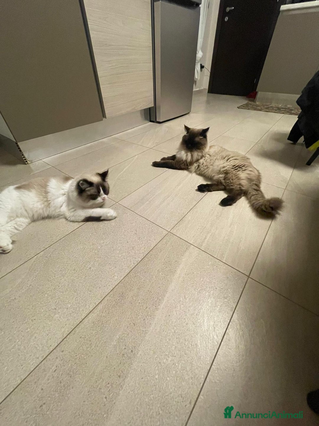 Ragdoll gatti in vendita: Vendo cuccioli Ragdoll - Annuncio 1