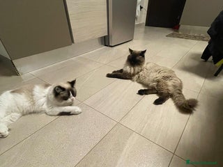 Ragdoll gatti Vendo cuccioli Ragdoll - Annuncio 13