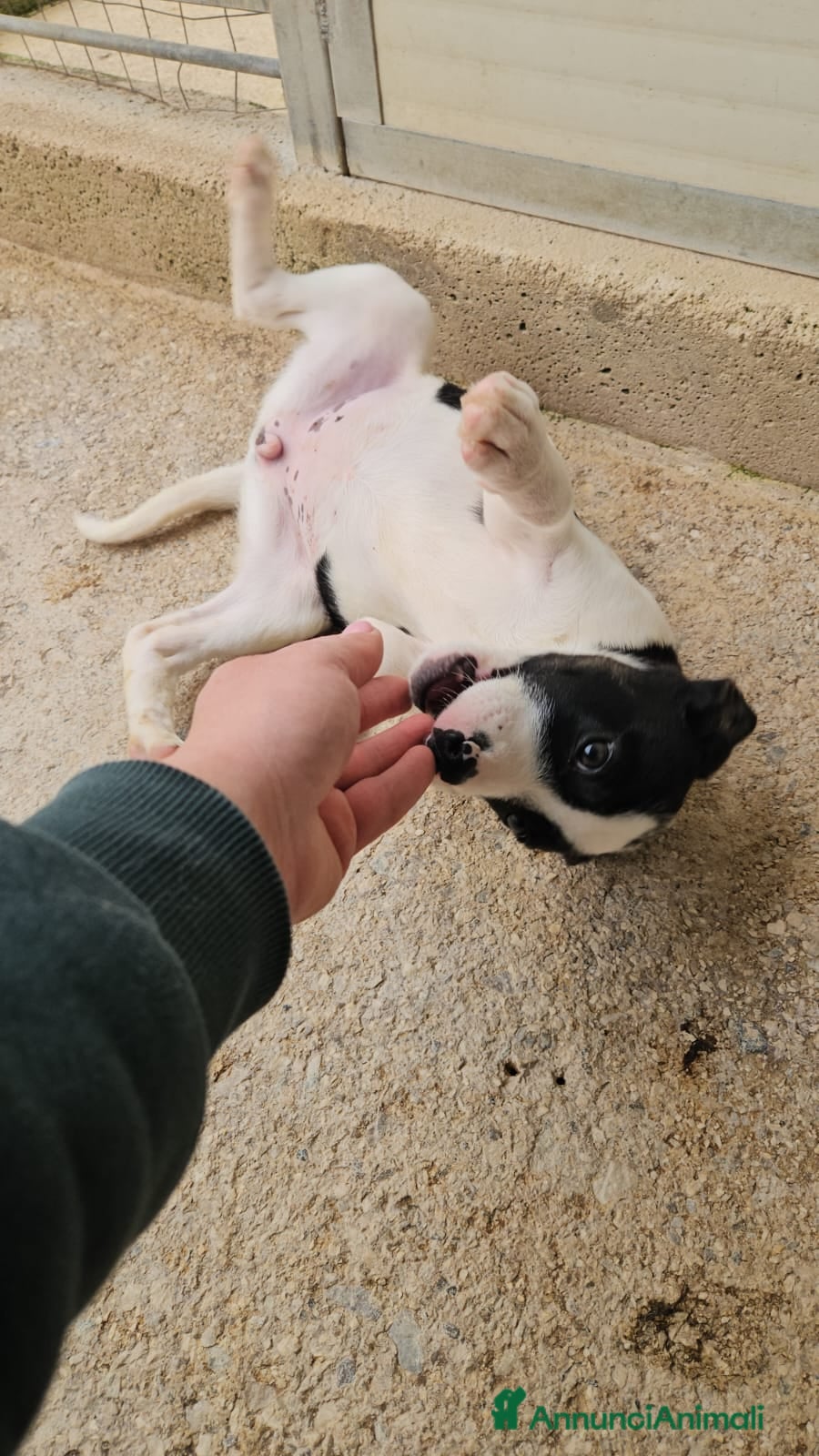 Meticcio cani Elba: 3 mesi taglia contenuta  - Annuncio 23