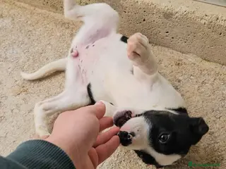 Meticcio cani Elba: 3 mesi taglia contenuta - Annuncio 23