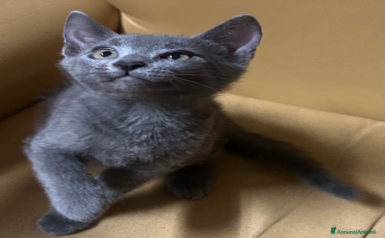 Certosino gatti - Annuncio 2