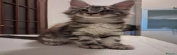 Maine Coon gatti in vendita: Cucciolo di Maine Coon  Blak silver  - Annuncio 4