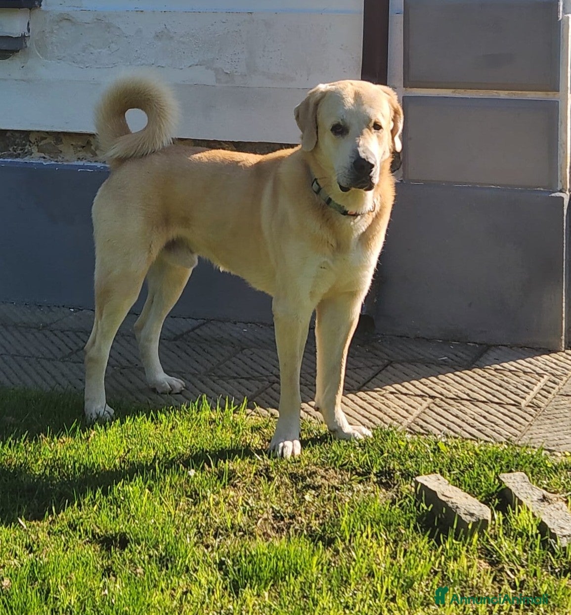 Meticcio cani CUCCIOLO AFFETTUOSO CERCA CASA!!!!  - Annuncio 2