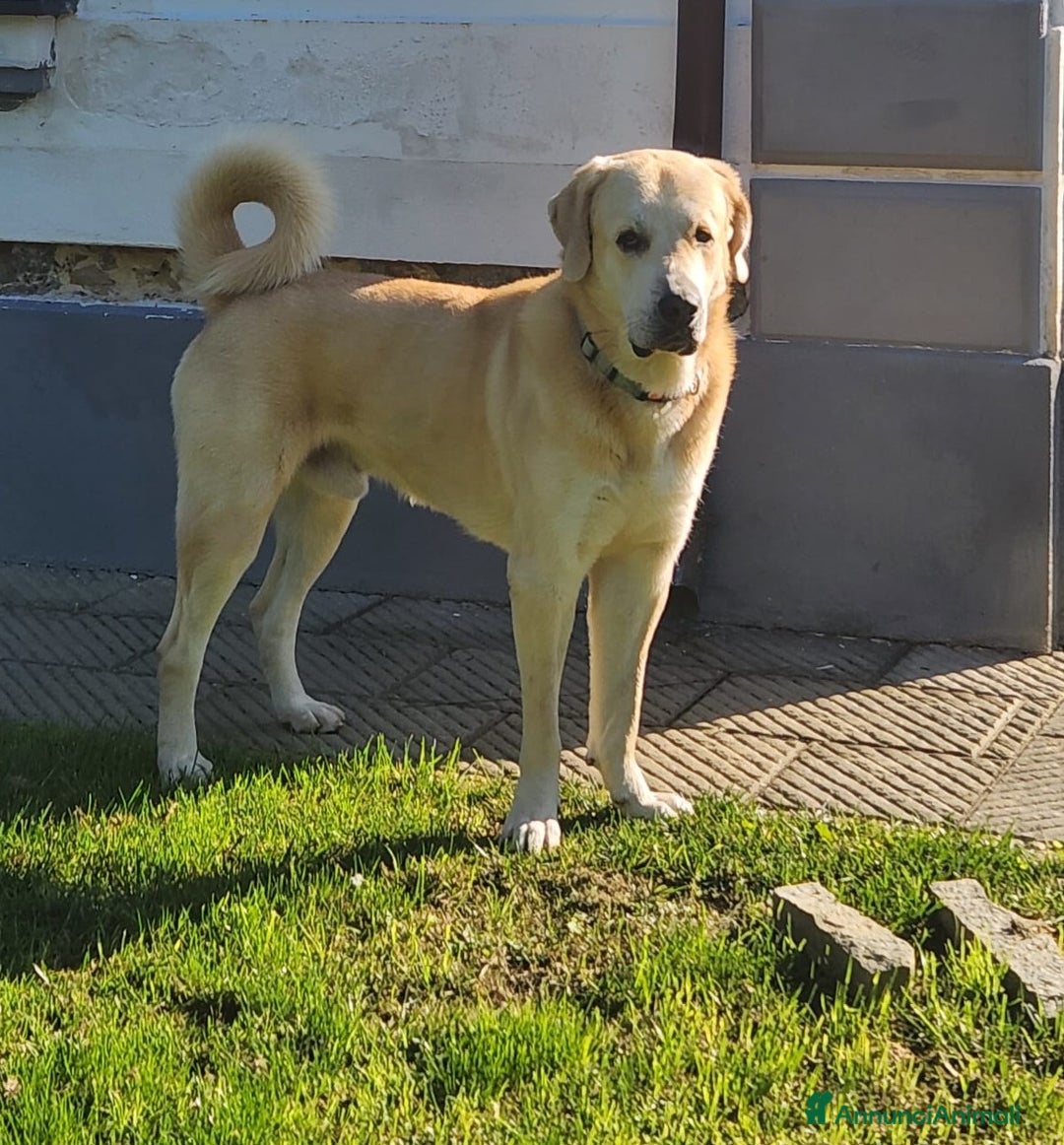 Meticcio cani in vendita: CUCCIOLO AFFETTUOSO CERCA CASA!!!!  - Annuncio 2