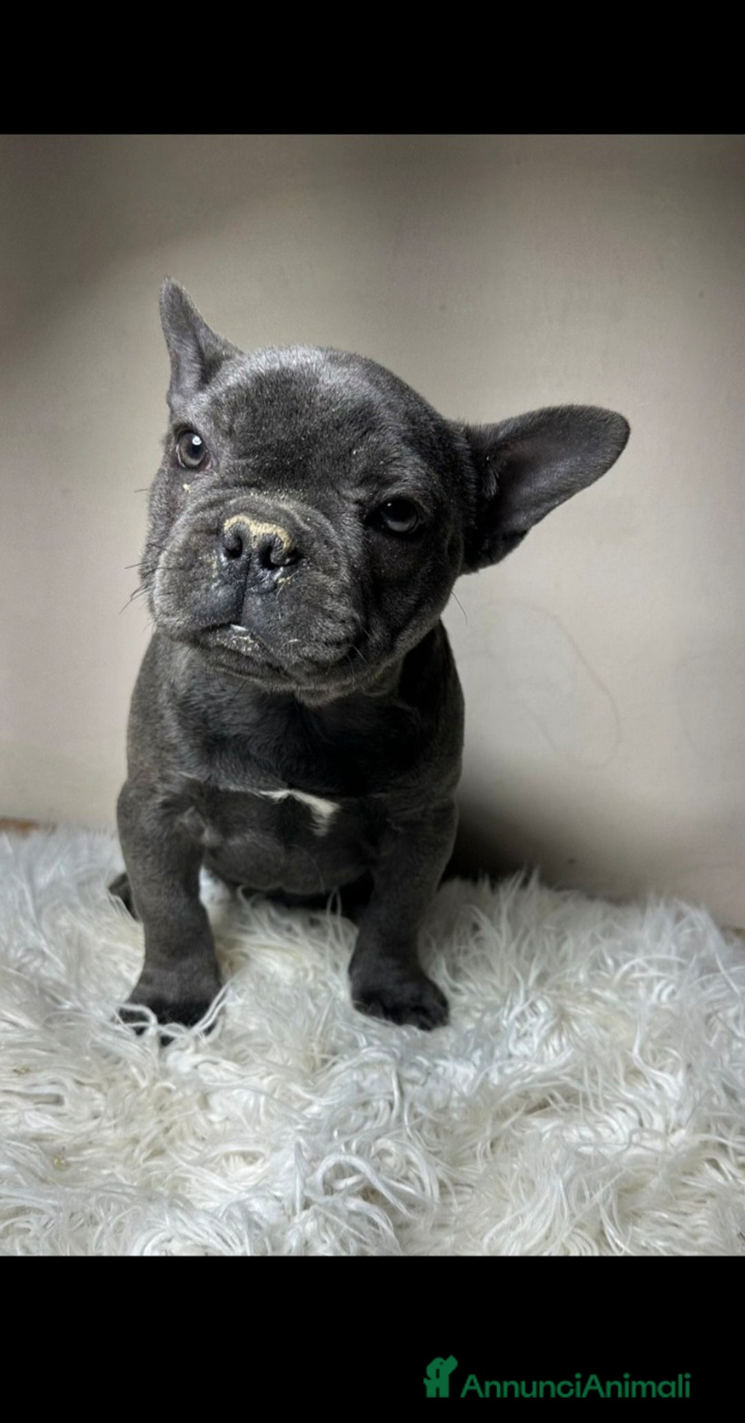 Bulldog Francese cani in vendita: Bulldog francese cuccioli - Annuncio 3