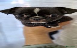 Chihuahua cani in vendita: Chihuahua maschietto - Immagine 6