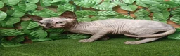 Sphynx gatti in vendita: Gattina spinkns tre mesi Pedigree  - Annuncio 5