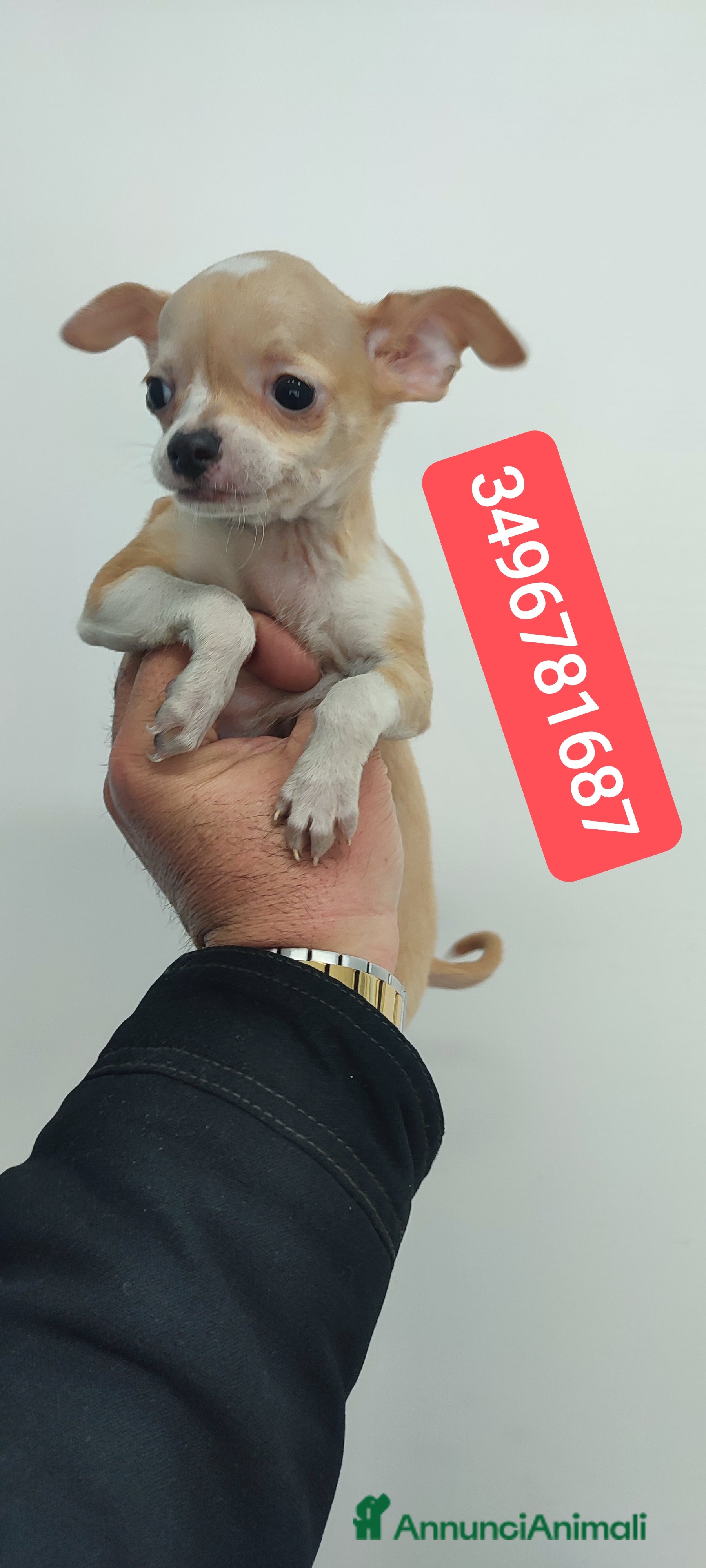 Chihuahua cani CHIHUAHUA cucciolo coccoloso - Annuncio 3