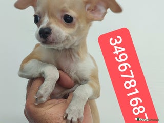 Chihuahua cani CHIHUAHUA cucciolo coccoloso - Annuncio 3