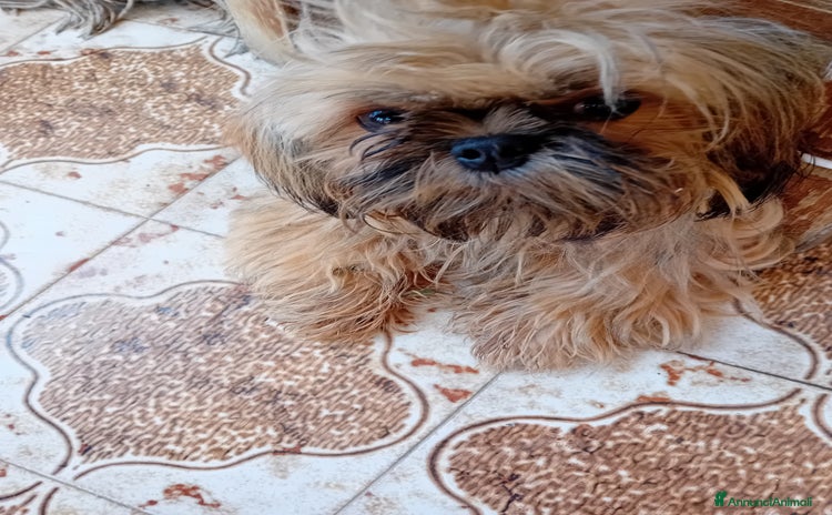 Shih Tzu cani - Annuncio 6