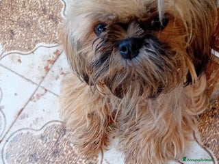 Shih Tzu cani Shi tzu - Annuncio 28