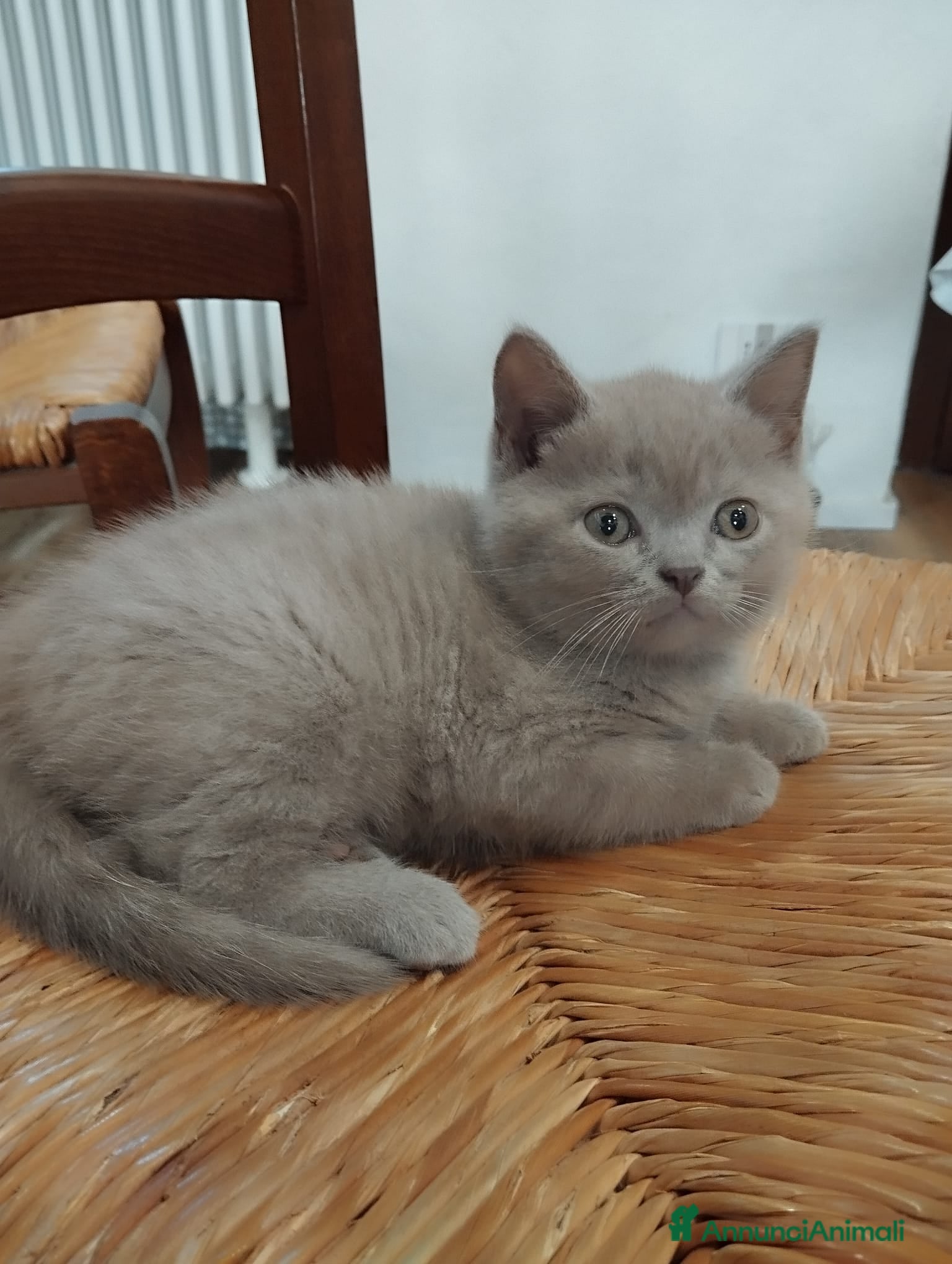 British gatti British shorthair  - Annuncio 12