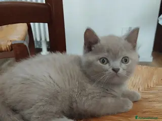 British gatti British shorthair - Annuncio 12