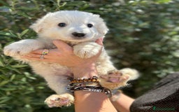 Altre razze cani in regalo: BUENO KINDER TRONKY a Provincia di Bergamo - Immagine 4