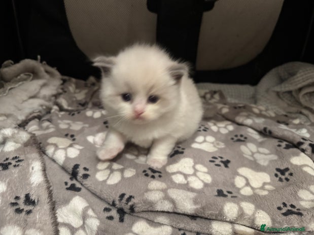 Ragdoll gatti - Annuncio 6
