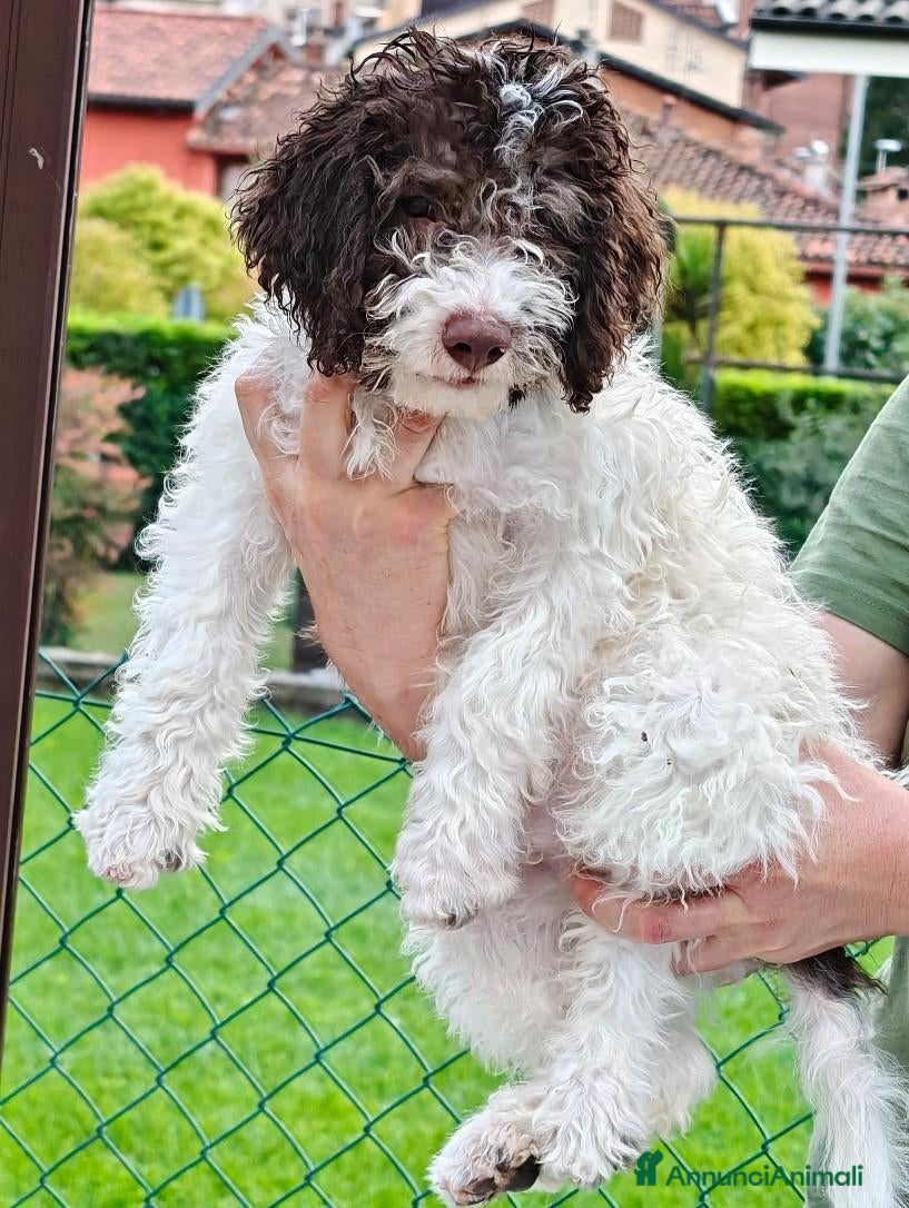 Lagotto cani Lagotto romagnolo con pedigree 3 mesi - Annuncio 5