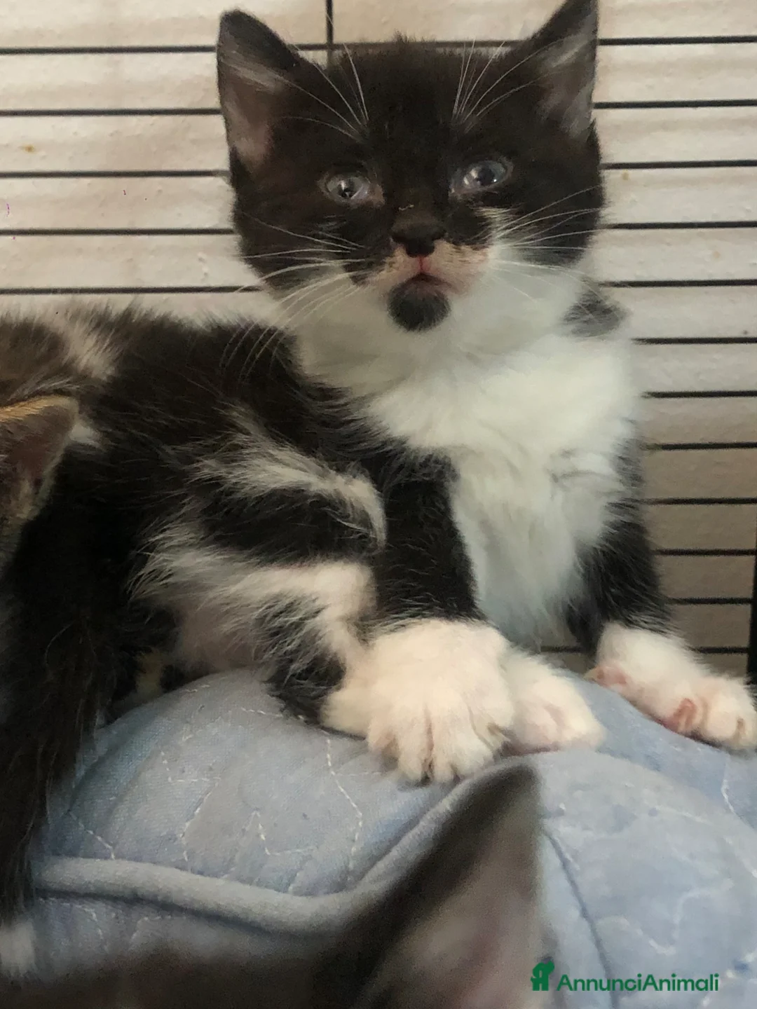 Altre razze gatti in regalo: NANA’ CERCA CASA 🏡 - Annuncio 4