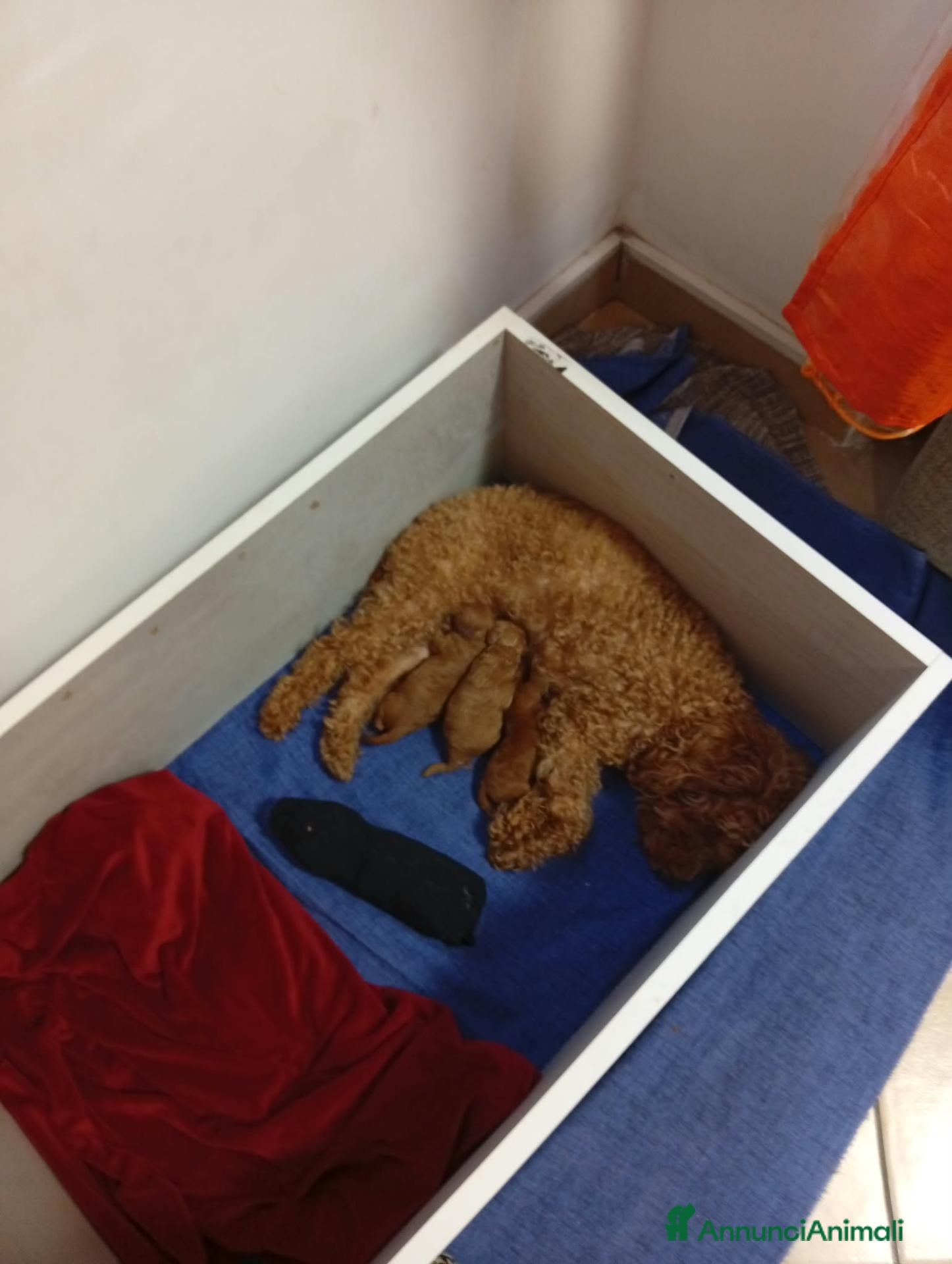 Barboncino cani barboncina - Annuncio 1