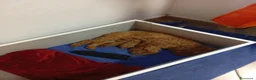 Barboncino cani in vendita: barboncina - Annuncio 1