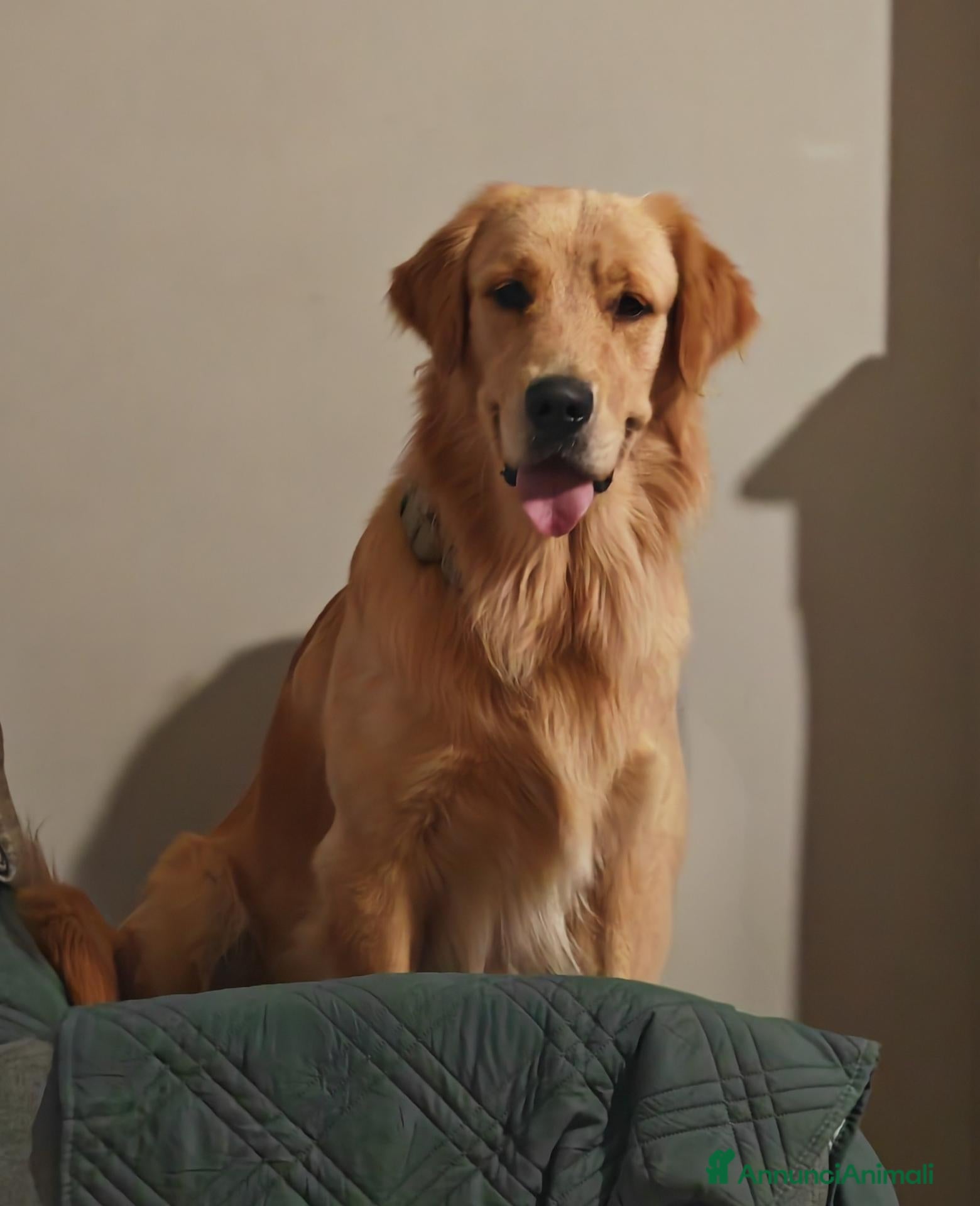 Golden Retriever cani per accoppiamento: Golden retriever americano - Annuncio 1