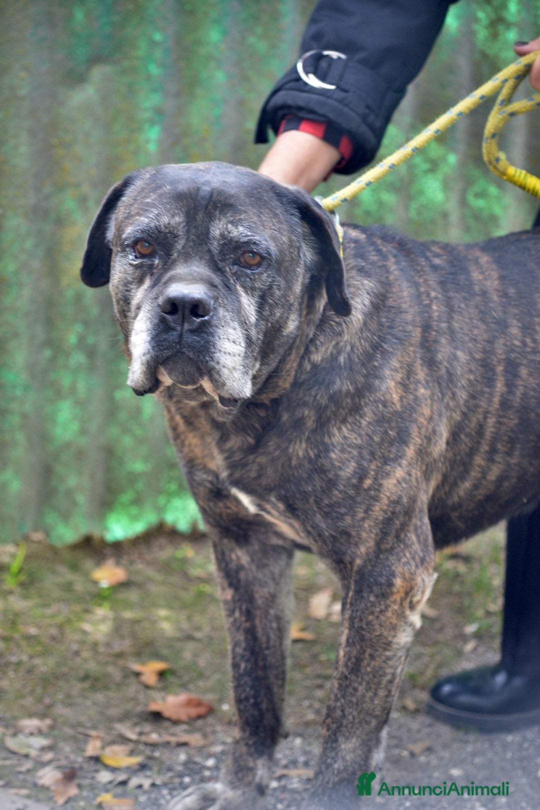 Cane Corso cani in regalo: MAMBO SEI VECCHIO NON SERVI PIU' - Annuncio 4