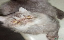 Persiano gatti in vendita: Cuccioli gatto Persiano pura razza  - Immagine 2