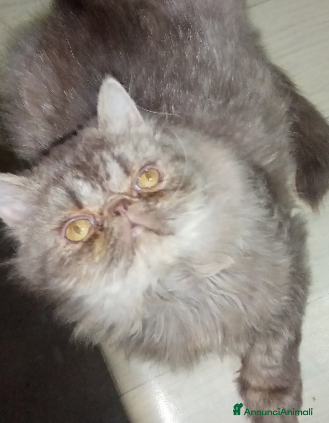 Persiano gatti in vendita: Cuccioli gatto Persiano pura razza  - Annuncio 2