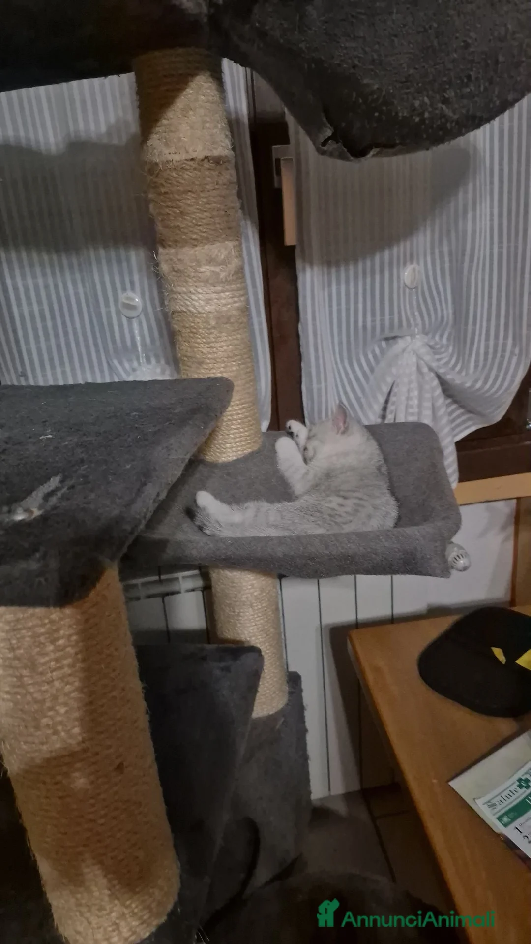 British gatti in vendita: Vendo femmina british  - Annuncio 1