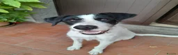 Meticcio cani in regalo: Snopopy bellissimo e dolcissimo spinoncino a Provincia di Bergamo - Annuncio 12