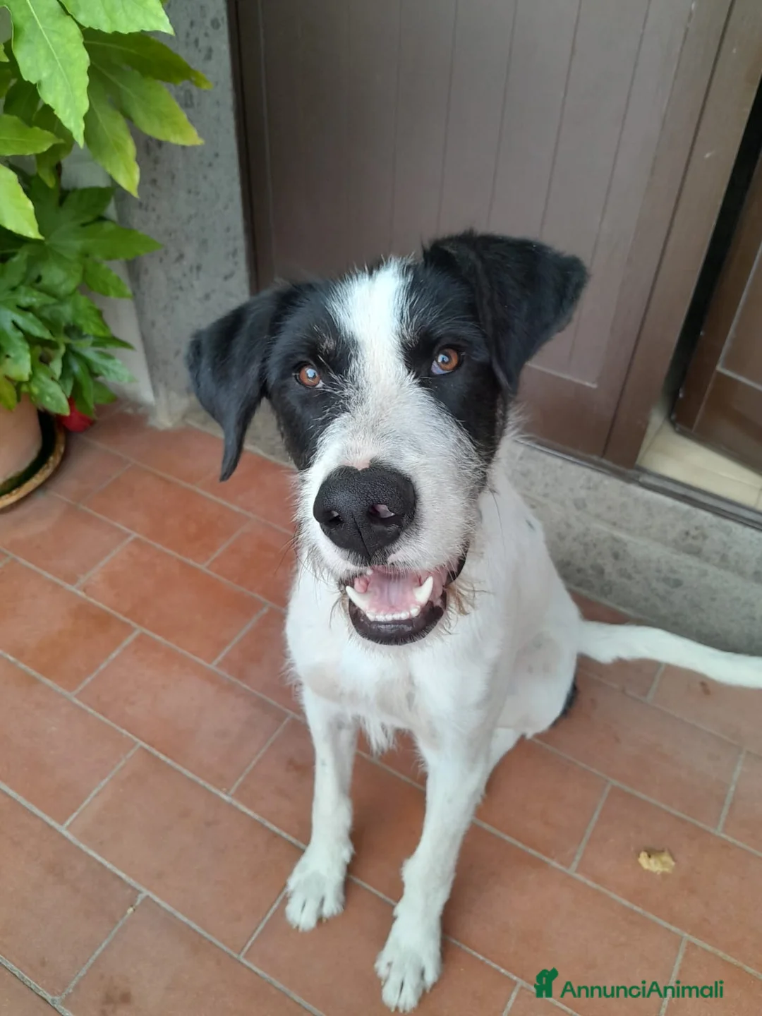 Meticcio cani in regalo: Snopopy bellissimo e dolcissimo spinoncino a Provincia di Bergamo - Annuncio 12