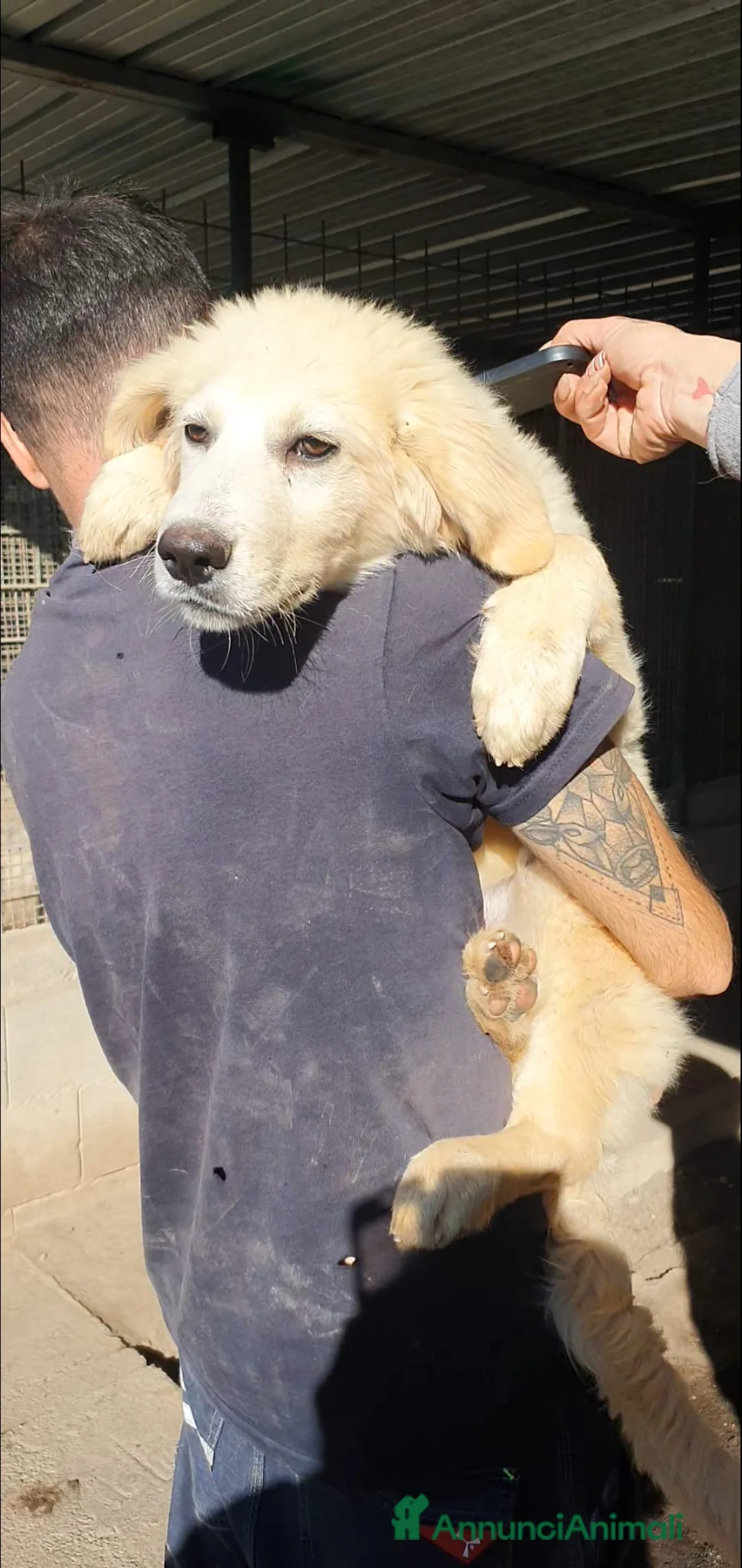 Pastore Maremmano cani in regalo: Maremmano cuccioli maschi in canile - Annuncio 7