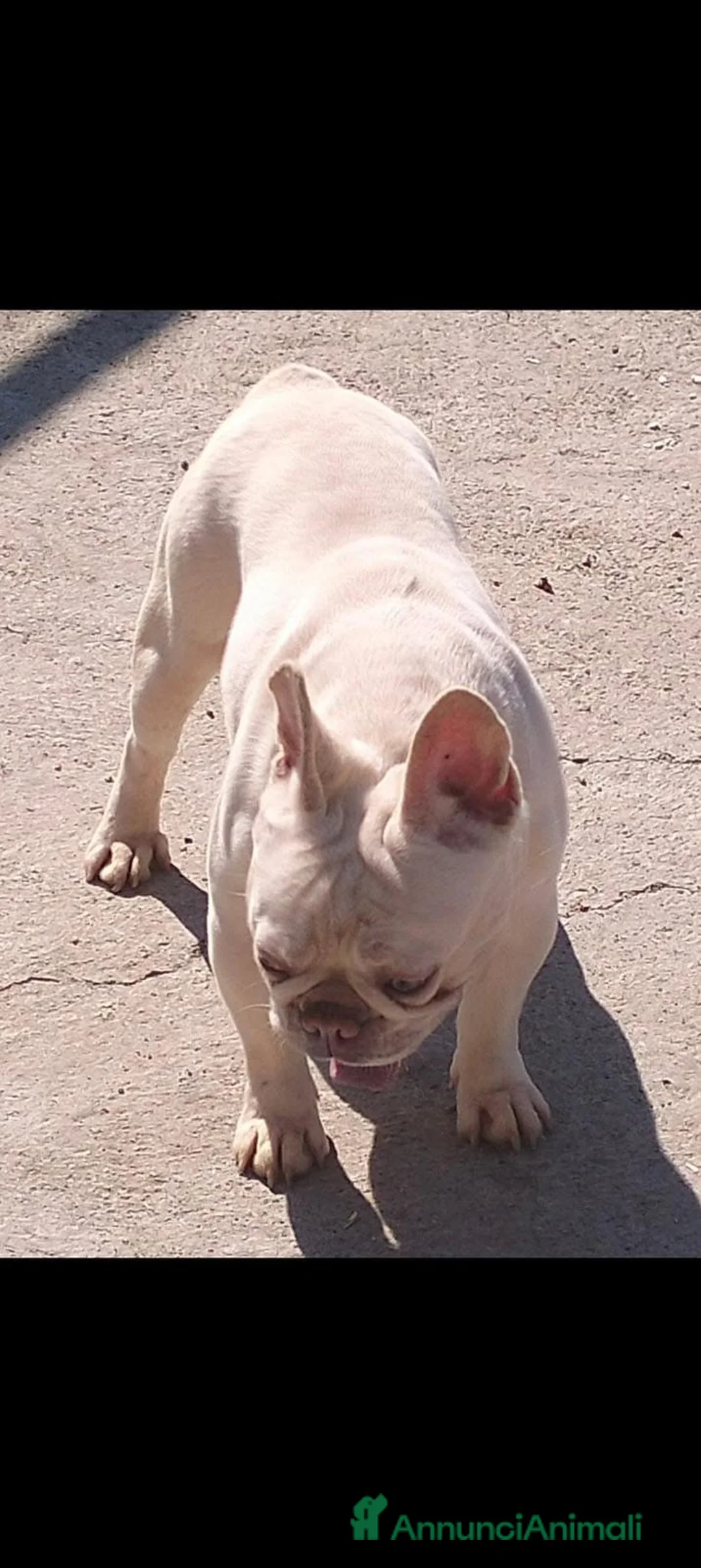 Bulldog Francese cani per accoppiamento: Bulldog Francese Isabella New Shade L4 per monte - Annuncio 7