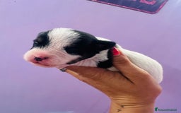 Jack Russell cani in vendita: Jack Russell pelo broken/ruvido a Calenzano - Immagine 8