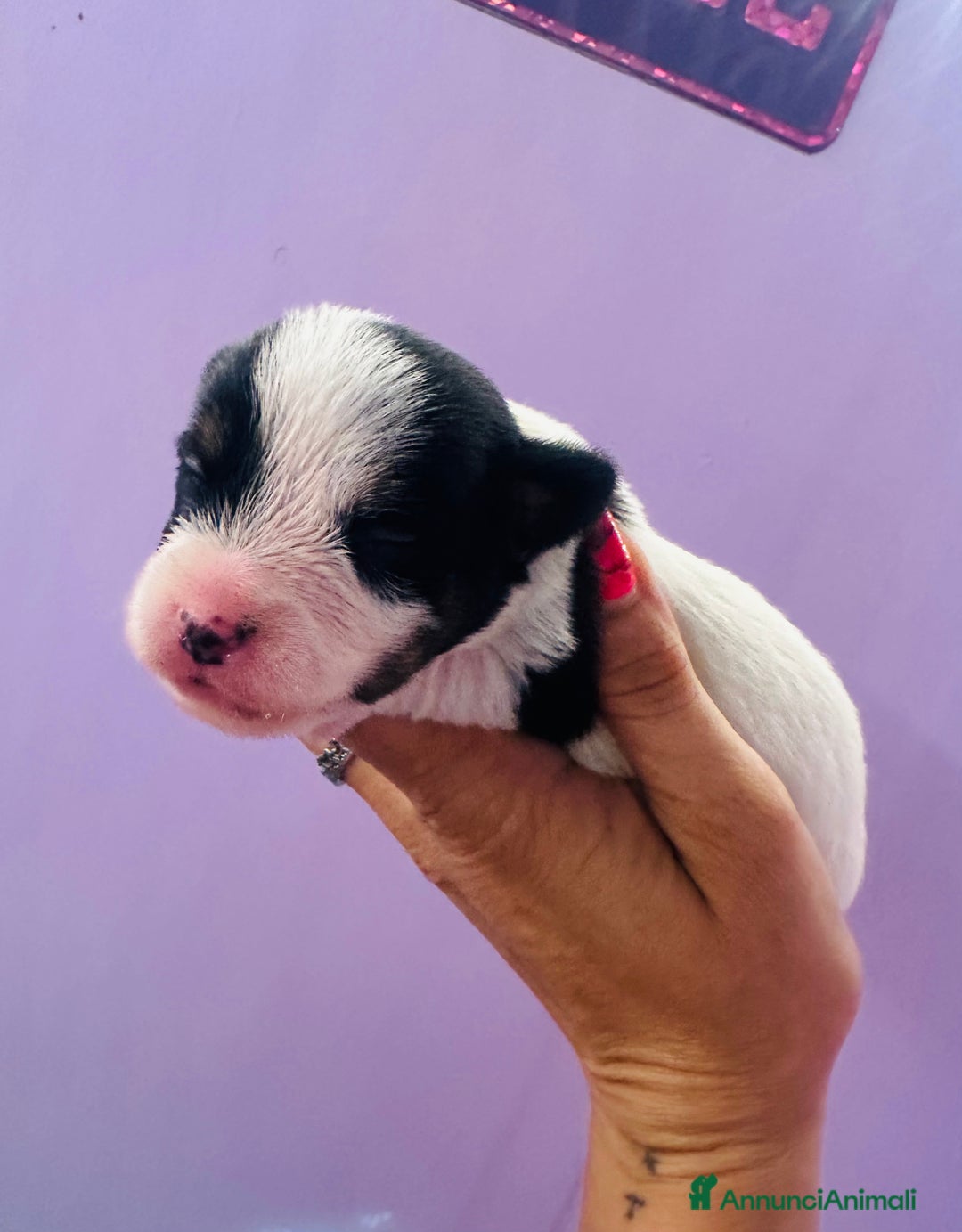 Jack Russell cani in vendita: Jack Russell pelo broken/ruvido a Calenzano - Immagine 8