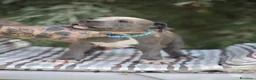 Pitbull cani in vendita: Cuccioli di Pit Bull Blue Nose anche a rate - Annuncio 14