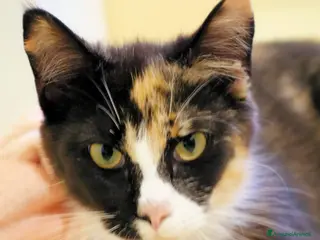 Europeo gatti LA GATTINA PIU’ BUONA DEL MONDO - Annuncio 8