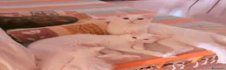 Angora turco gatti in vendita: Splendidi cuccioli di Angora turco - Annuncio 3