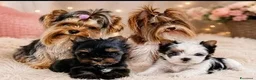 Yorkshire cani in vendita: Adorabili Yorkshire Terrier maschi - Annuncio 13