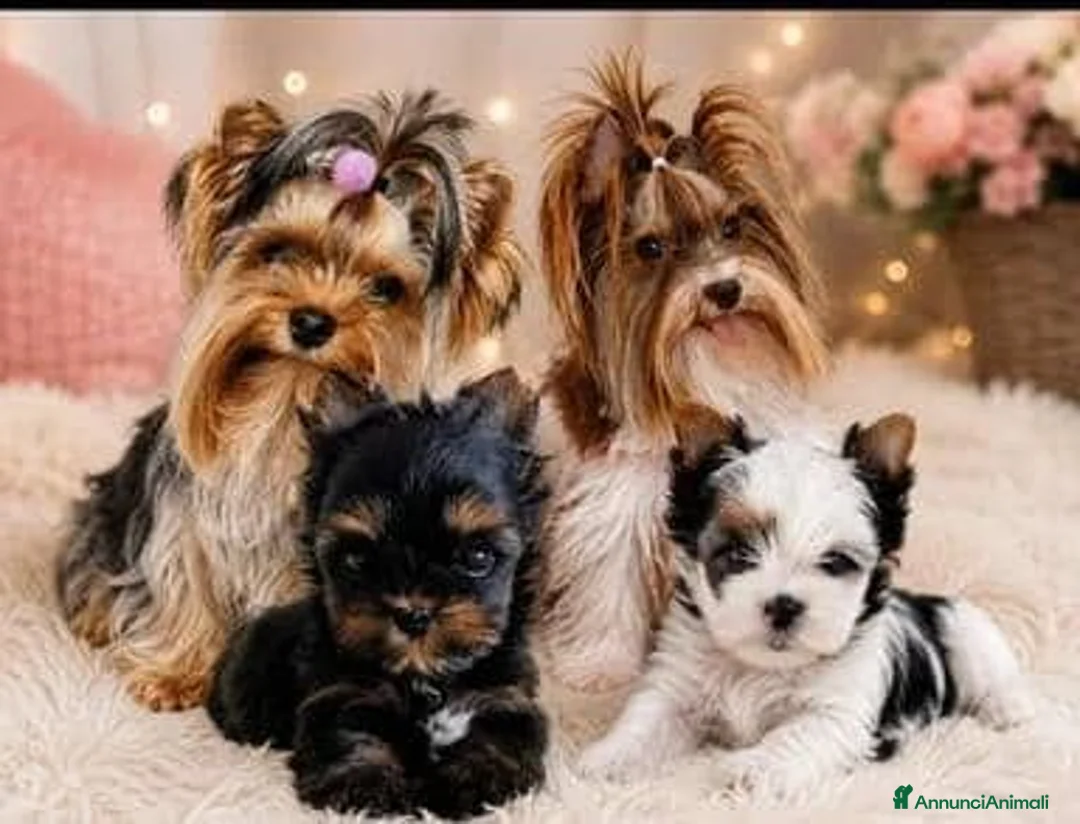 Yorkshire cani in vendita: Adorabili Yorkshire Terrier maschi - Annuncio 13