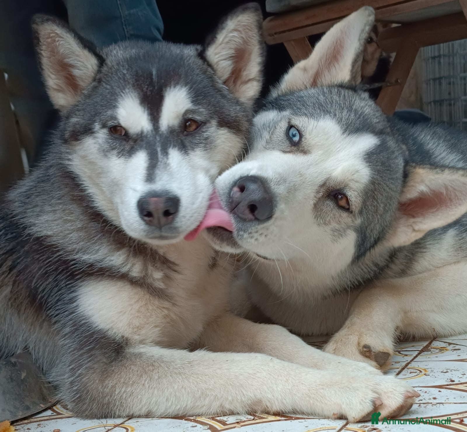 Husky cani Cucciollata di husky siberian  - Annuncio 2