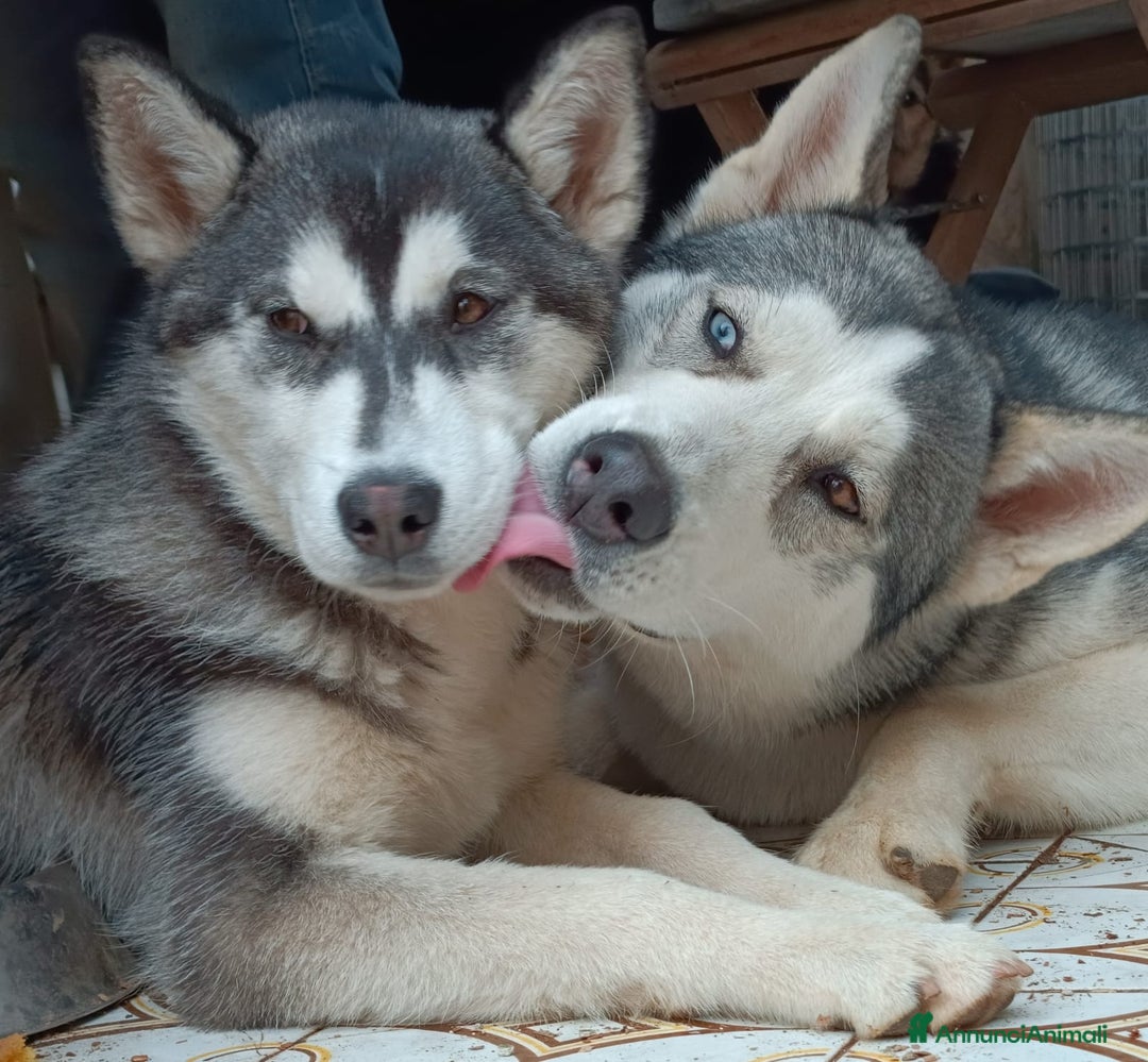 Husky cani in vendita: Cucciollata di husky siberian  - Annuncio 1