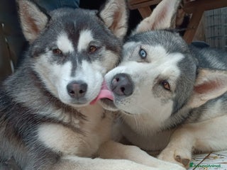 Husky cani Cucciollata di husky siberian - Annuncio 2