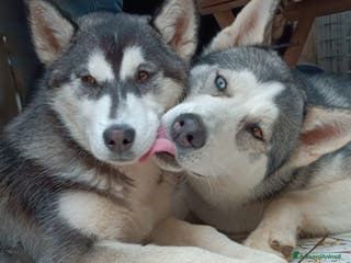 Husky cani Cucciollata di husky siberian - Annuncio 3