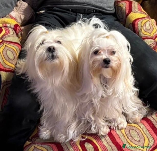 Maltese cani Cuccioli di razza Maltese - Annuncio 16