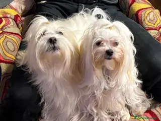 Maltese cani Cuccioli di razza Maltese - Annuncio 16